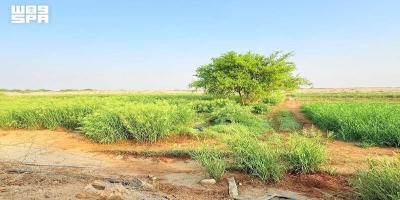Al-Khawaniq Gorges Highlight Al-Ardiyat’s Natural Beauty and Rural Tourism Potential